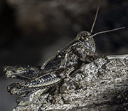 Grasshoppers
